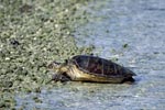 Green sea turtle comes ashore