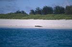 Hawaiian monk seal rests at the beach of a Midway island