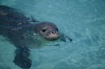Hawaiian monk seal swims in front of an Pacific atoll
