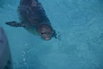 Hawaiian monk seal: an endangered marine mammal