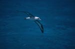 Laysan albatross (Diomedea immutabilis)