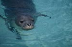 Hawaiian monk seals are listed as endangered