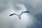 Sooty Tern against white clouds