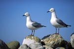 Two Hartlaub´s gulls on stones