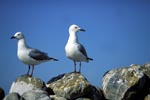 Hartlaub´s gulls on rocks