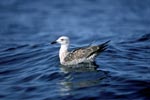 Young Kelb gull on the sea