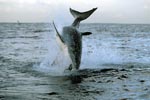 Breaching Great White Shark near Seal Island 