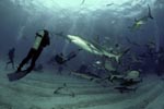 Shark Rodeo - Meeting of Caribbean reef sharks and Blacktip Sharks