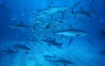 Shark Rodeo - Meeting of Caribbean reffsharks and Blacktip Sharks