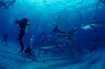 Shark Rodeo - Caribbean reefsharks and Blacktip Sharks