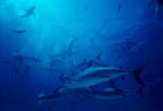 Caribbean reef sharks and Blacktip Sharks - Shark Rodeo