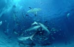 Shark Rodeo - Caribbean Reef Sharks and Blacktip Sharks