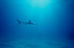 Blacktip shark over sandy seabed