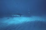 A blacktip shark glides over the bright sea-bottom