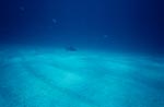 Caribbean reef shark (Carcharhinus perezi)