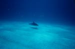 Caribbean reef shark (Carcharhinus perezi)