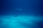 Blacktip shark is approaching a diver