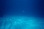 Black tip shark over sandy sea bottom