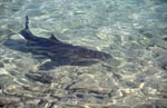 Bull shark in the knee-deep water