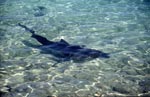 Bull Shark (Carcharhinus leucas)	