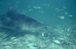 Bull shark in a shoal of fish