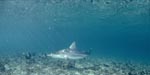 Blacktip shark patrols over vegetated seabed