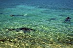 Snorkeling with Bull Sharks (Carcharhinus leucas)
