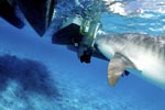 The Tiger Shark and the outboard motor