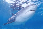 Extraordinary and fascinating: the Tiger Shark
