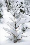 Little beech tree in winter