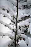 Snowy small beech