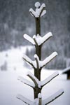 Snowy small tree