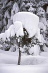 Heavy snow load on small fir