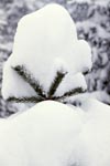 Snow-covered pine