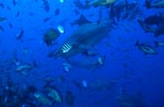 Bullenhaie in Fischansammlung