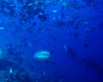 Bullenhaie erreichen das Riff