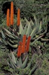 Wild-growing Aloe Ferox