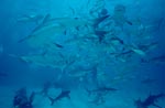 Meeting of Caribbean reef sharks and Blacktip Sharks - Shark Rodeo