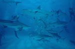 Caribbean Reef Sharks and Blacktipsharks