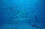 Caribbean Reef Sharks and Blacktipsharks