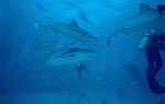 Caribbean Reef Sharks, Blacktipsharks and diver