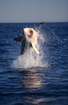 'Flying Great White Shark' near Seal Island