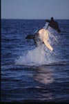 'Flying Great White Shark' near Seal Island