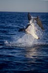 Springender Weißer Hai im spaeten NachmittagslichtBreaching Great White Shark