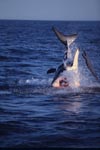 Great white shark breach near Seal Island