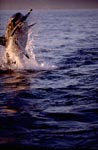 A great white shark breaches near Seal Island
