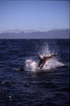 A great white shark breaches near Seal Island
