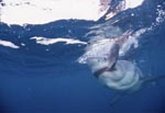 Biting Great White Shark 