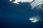 A rare sight: Baby Great White Shark