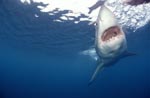 Born to bite: the Great White Shark (Carcharodon carcharias)